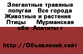 Элегантные травяные попугаи - Все города Животные и растения » Птицы   . Мурманская обл.,Апатиты г.